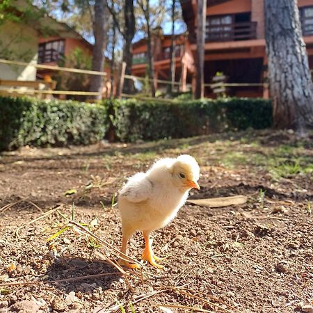 Cabanas Los Bosques Del Zembo ウアスカ・デ・オカンポ エクステリア 写真